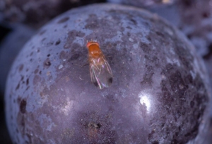 Kirschessigfliege - Drosophila suzukii 